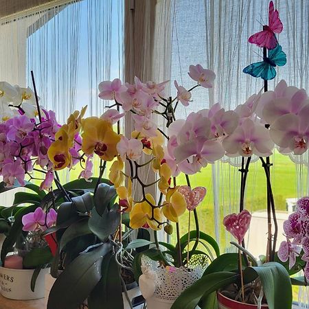 B&B A Casa Di Eleonora ヴィッラフランカ・ディ・ヴェローナ エクステリア 写真