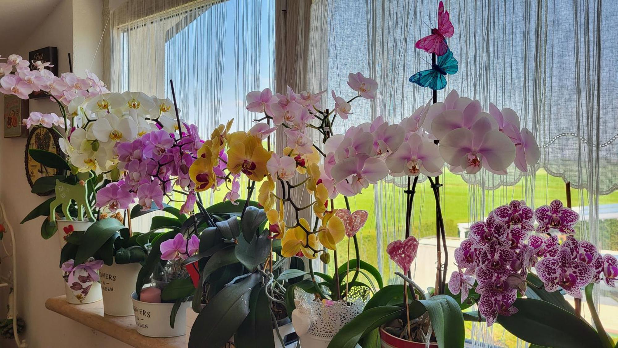 B&B A Casa Di Eleonora ヴィッラフランカ・ディ・ヴェローナ エクステリア 写真